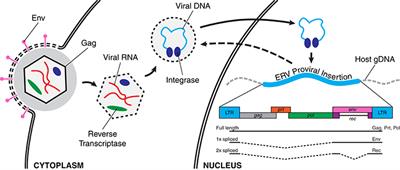 Endogenous Retroviruses: With Us and against Us